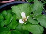 Trillium White